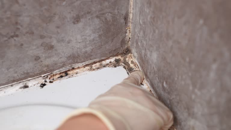 Mold Odor Removal Services in Dayton, KY